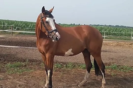 3 letnia klacz sp, Wielkopolskie, Wągrowiec
