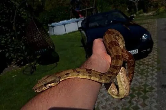 Boa constrictor razem z terrarium