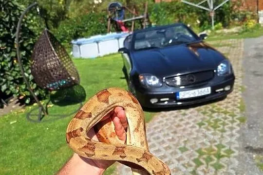 Boa constrictor razem z terrarium, Śląskie, Pszczyna