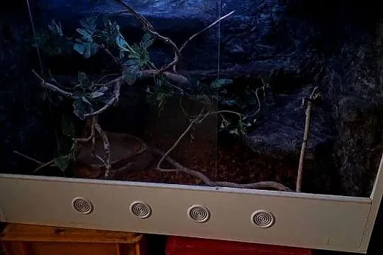 Boa constrictor razem z terrarium, Śląskie, Pszczyna