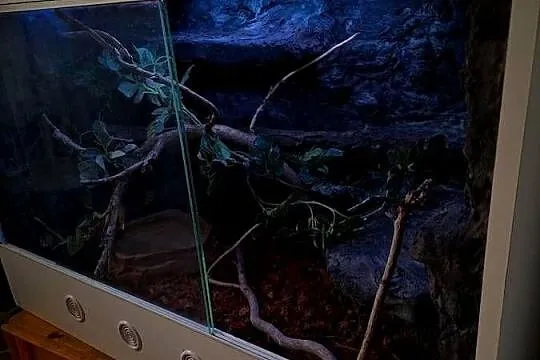 Boa constrictor razem z terrarium, Śląskie, Pszczyna