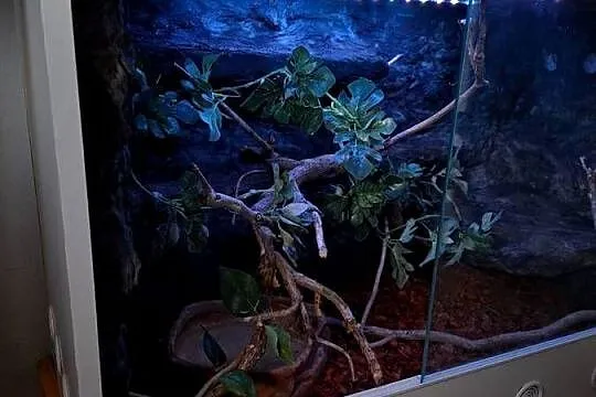 Boa constrictor razem z terrarium, Śląskie, Pszczyna