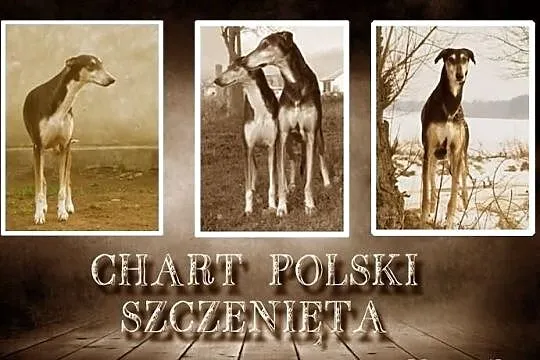 Chart polski - szczenięta z rodowodem.