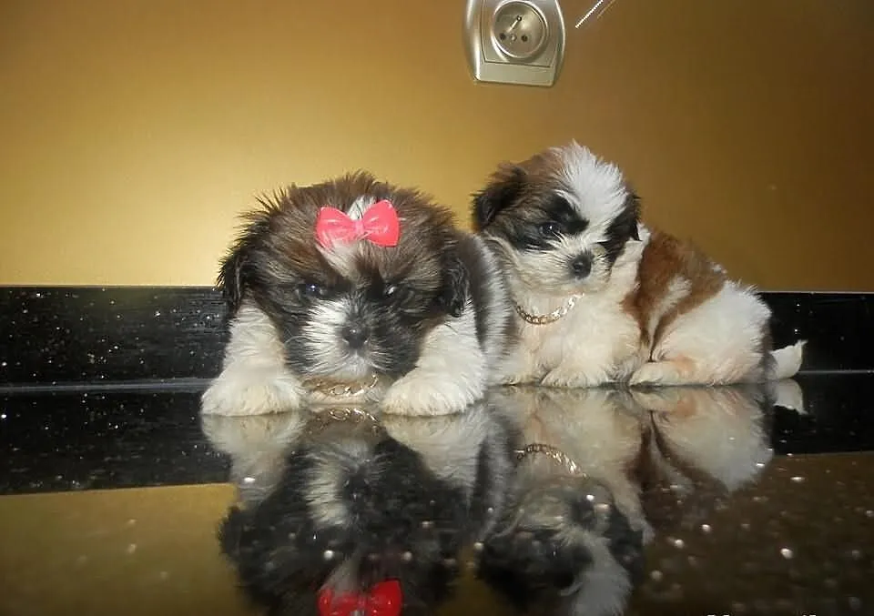 Piękne Shih Tzu
