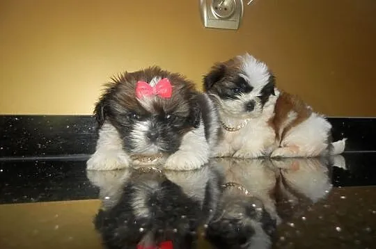 Piękne Shih Tzu