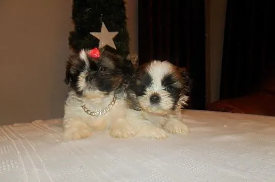 Piękne Shih Tzu