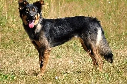 Dora - mała, wesoła suczka :),  warmińsko-mazurskie Olsztyn