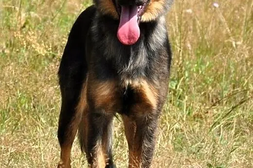 Dora - mała, wesoła suczka :),  warmińsko-mazurski