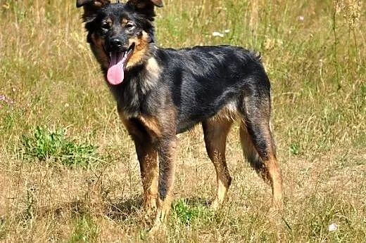 Dora - mała, wesoła suczka :),  warmińsko-mazurski