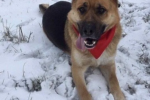 Wesoły Rysiek do adopcji