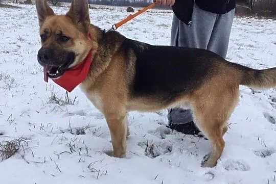 Wesoły Rysiek do adopcji, Mazowieckie, Warszawa