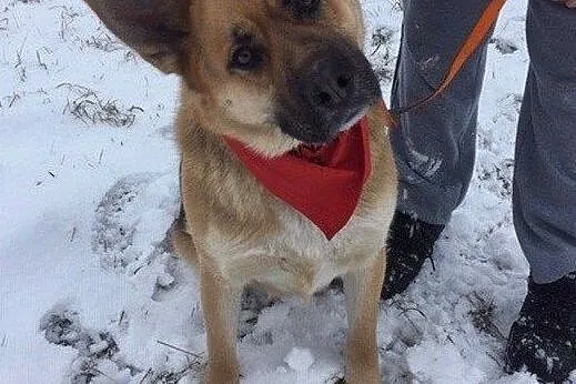 Wesoły Rysiek do adopcji, Mazowieckie, Warszawa