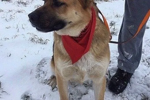 Wesoły Rysiek do adopcji, Mazowieckie, Warszawa
