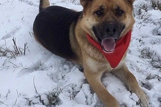 Wesoły Rysiek do adopcji, Mazowieckie, Warszawa