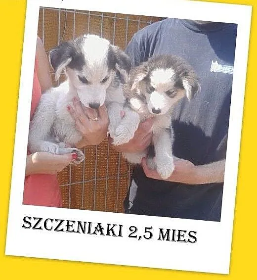 Szczeniaki 2,5 mies.malamut mix,duże docelowo,pies