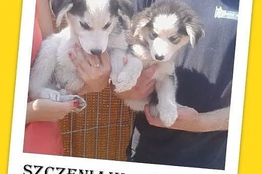 Szczeniaki 2,5 mies.malamut mix,duże docelowo,pies