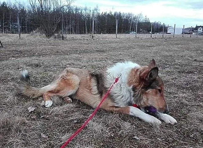Piękny Muskat w typie owczarka Collie, Mazowieckie, Warszawa