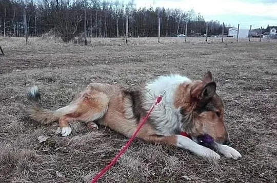 Piękny Muskat w typie owczarka Collie, Mazowieckie, Warszawa