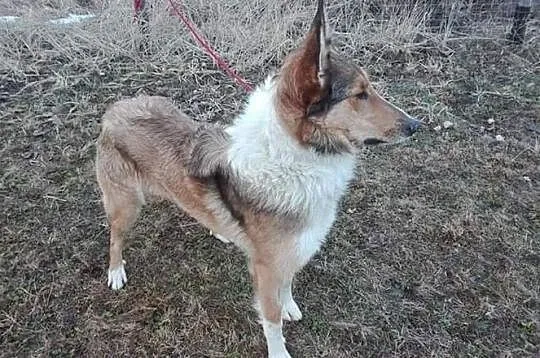 Piękny Muskat w typie owczarka Collie, Mazowieckie, Warszawa
