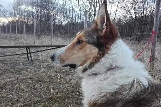 Piękny Muskat w typie owczarka Collie, Mazowieckie, Warszawa