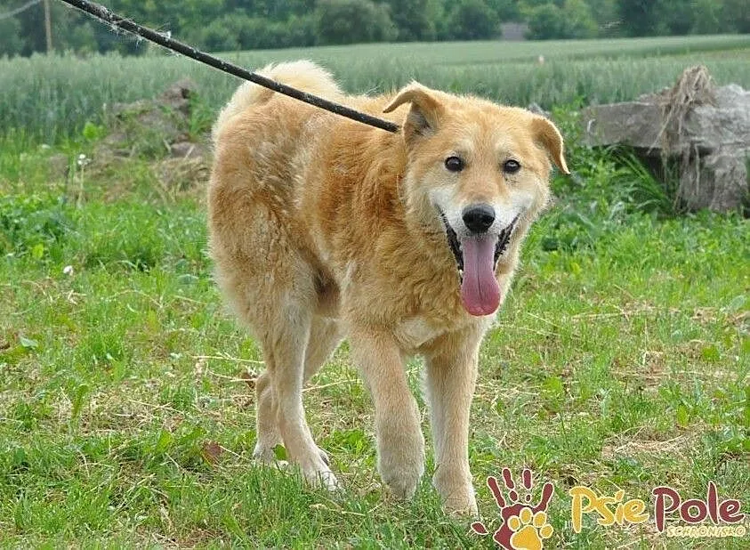 RUDOLF-przemiły, starszy rudy piesek prosi o dobry dom, adopcja, Małopolskie, Kraków