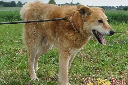 RUDOLF-przemiły, starszy rudy piesek prosi o dobry dom, adopcja, Małopolskie, Kraków