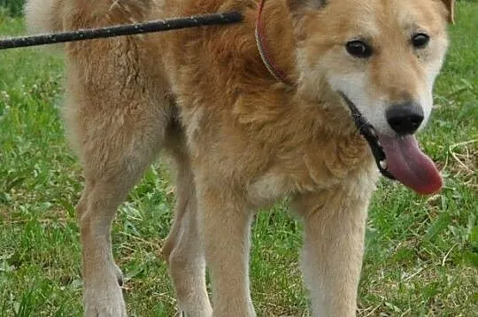 RUDOLF-przemiły, starszy rudy piesek prosi o dobry dom, adopcja, Małopolskie, Kraków