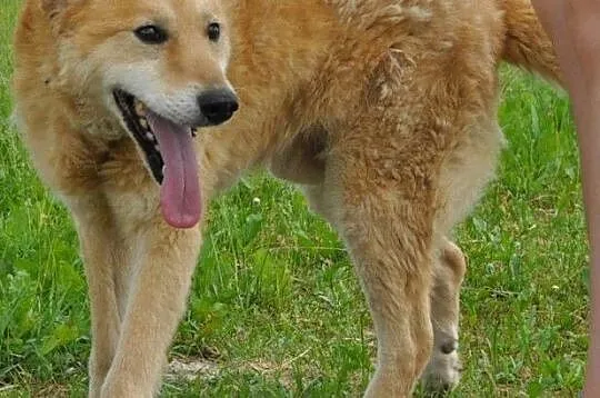 RUDOLF-przemiły, starszy rudy piesek prosi o dobry dom, adopcja, Małopolskie, Kraków