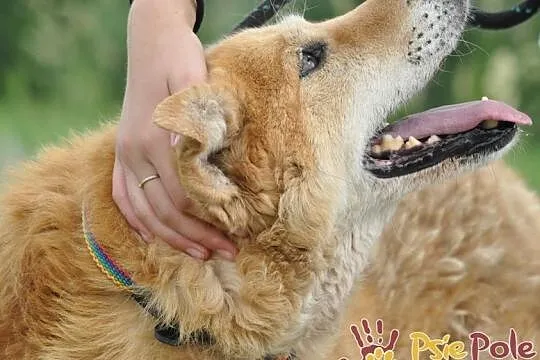 RUDOLF-przemiły, starszy rudy piesek prosi o dobry dom, adopcja, Małopolskie, Kraków