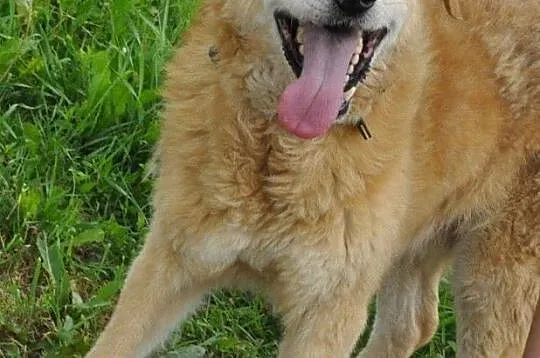 RUDOLF-przemiły, starszy rudy piesek prosi o dobry dom, adopcja, Małopolskie, Kraków