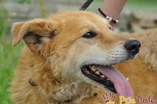 RUDOLF-przemiły, starszy rudy piesek prosi o dobry dom, adopcja, Małopolskie, Kraków