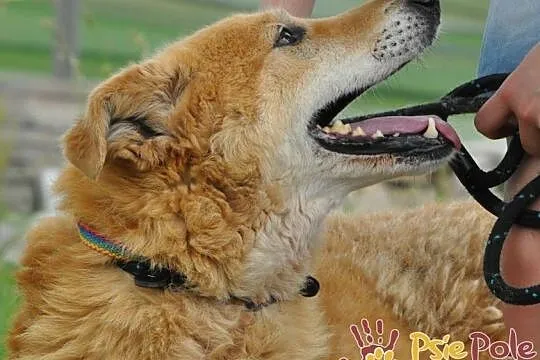 RUDOLF-przemiły, starszy rudy piesek prosi o dobry dom, adopcja, Małopolskie, Kraków