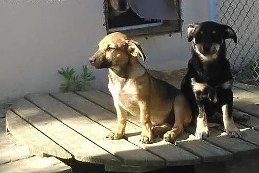 Fuga, 3 miesięczna suczka czeka na odpowiedzialny 