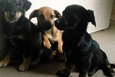 Fuga, 3 miesięczna suczka czeka na odpowiedzialny 