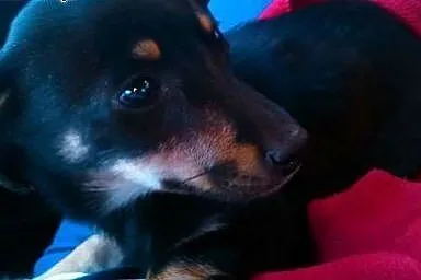 Fuga, 3 miesięczna suczka czeka na odpowiedzialny 