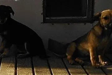 Fuga, 3 miesięczna suczka czeka na odpowiedzialny 