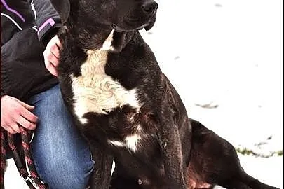 Bella - takiej kochanej suni nie znajdziesz nigdzi