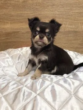 Szczenięta Rasy Chihuahua | Zarejestrowane w Kennel Club, , Konstancin-Jeziorna