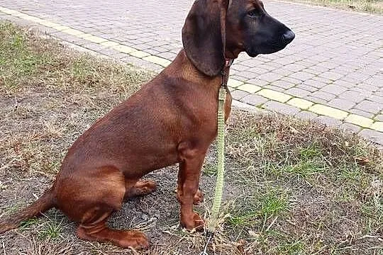 Posokowiec Bawarski Piesek, Lubelskie, Radzyń Podlaski