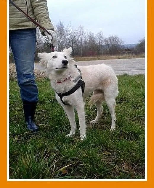 Delikatna,łagodna,przyjazna,średnia,biała suczka K