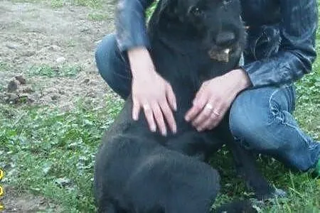Pieszczoch 8 letni psiak w typie wyżła / Sznaucera
