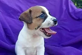 Wzorcowy Jack Russell Terrier JRT piękna budowa rodzice FCI