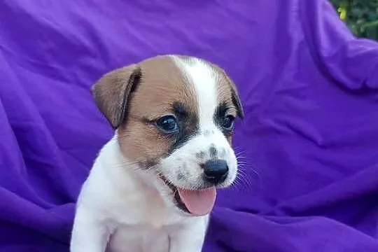 Wzorcowy Jack Russell Terrier JRT piękna budowa rodzice FCI, Opolskie, Krapkowice