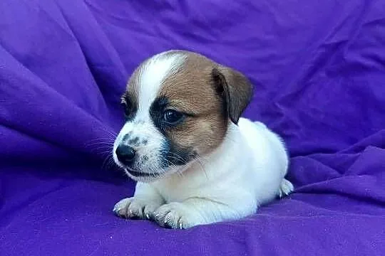 Wzorcowy Jack Russell Terrier JRT piękna budowa rodzice FCI, Opolskie, Krapkowice