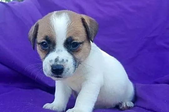 Wzorcowy Jack Russell Terrier JRT piękna budowa rodzice FCI, Opolskie, Krapkowice