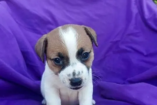 Wzorcowy Jack Russell Terrier JRT piękna budowa rodzice FCI, Opolskie, Krapkowice