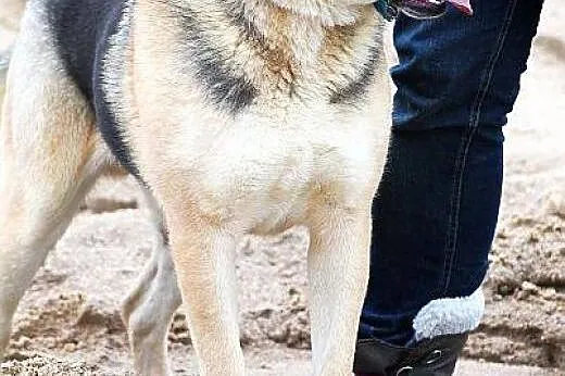OMAR -miś jak z wierszyka,  mazowieckie Warszawa