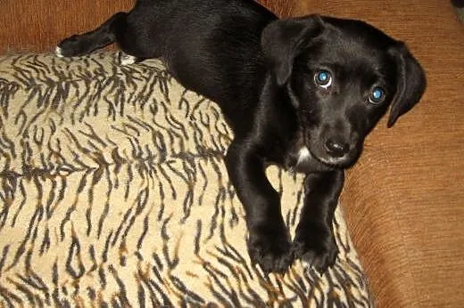 TINA-mix jamnika 3 miesiace,adopcja!!,  świętokrzyskie Kielce