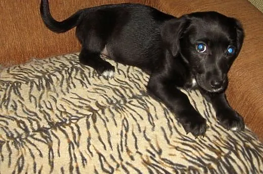 TINA-mix jamnika 3 miesiace,adopcja!!,  świętokrzy