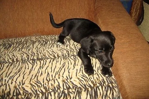 TINA-mix jamnika 3 miesiace,adopcja!!,  świętokrzy